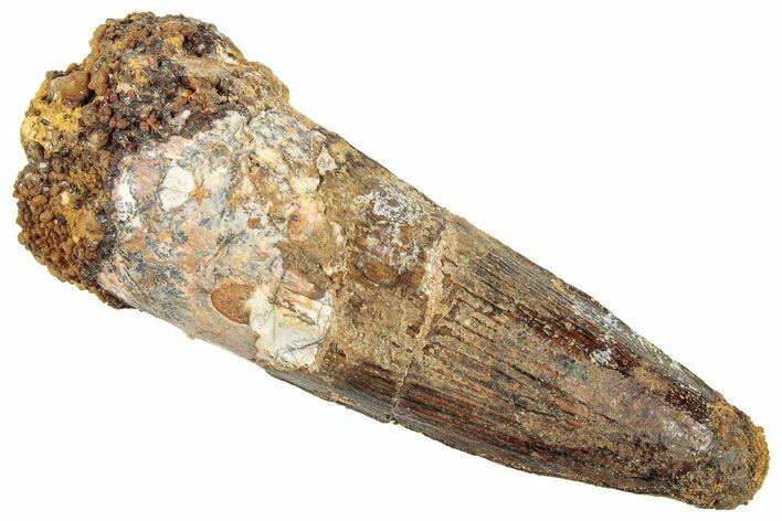 Fossil Spinosaurus Tooth - Real Dinosaur Tooth #322297